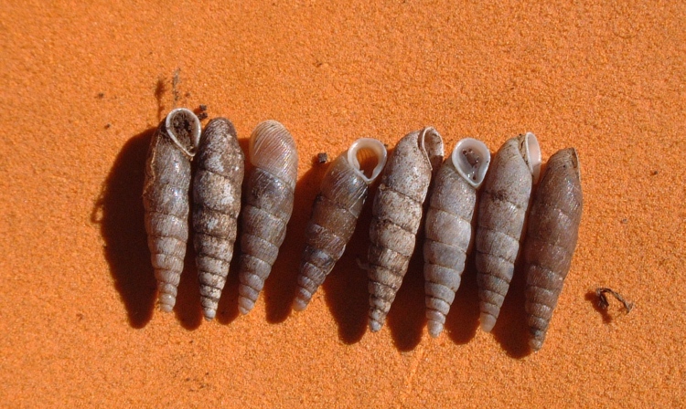 Dilataria boettgeriana